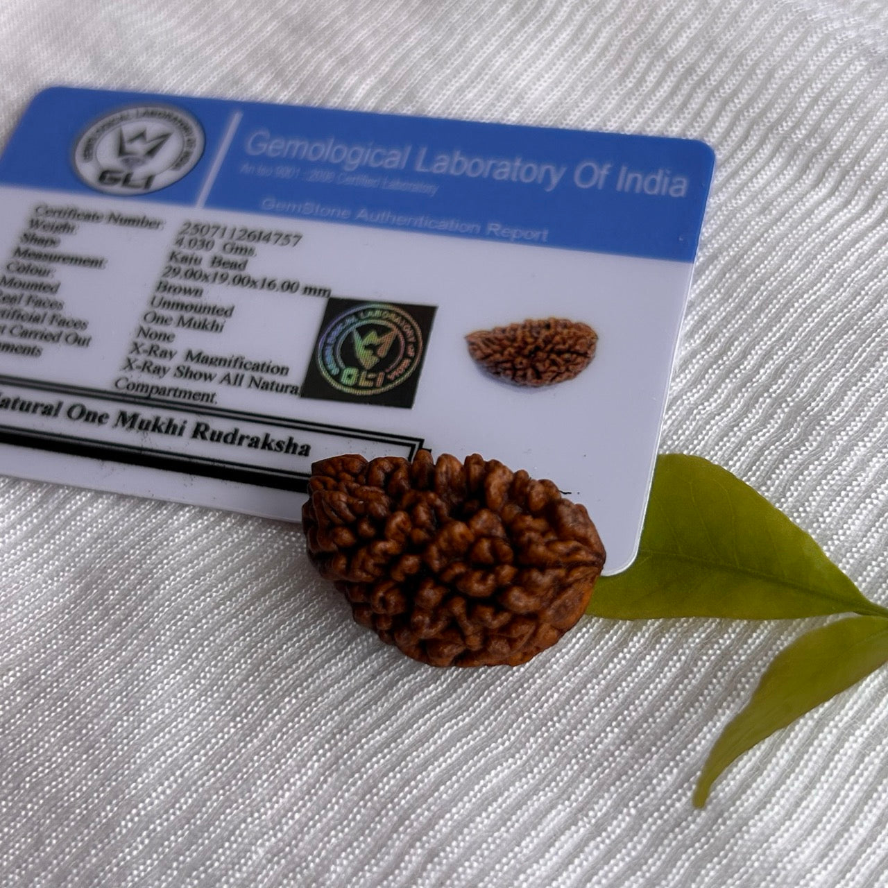 1 Mukhi Rudraksha Himalayan – With Certificate