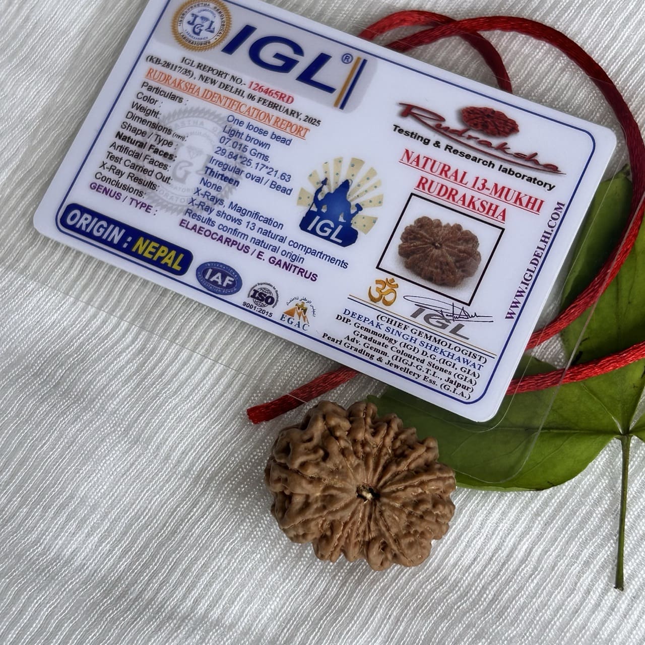13 Mukhi Nepali Rudraksha - With Certificate