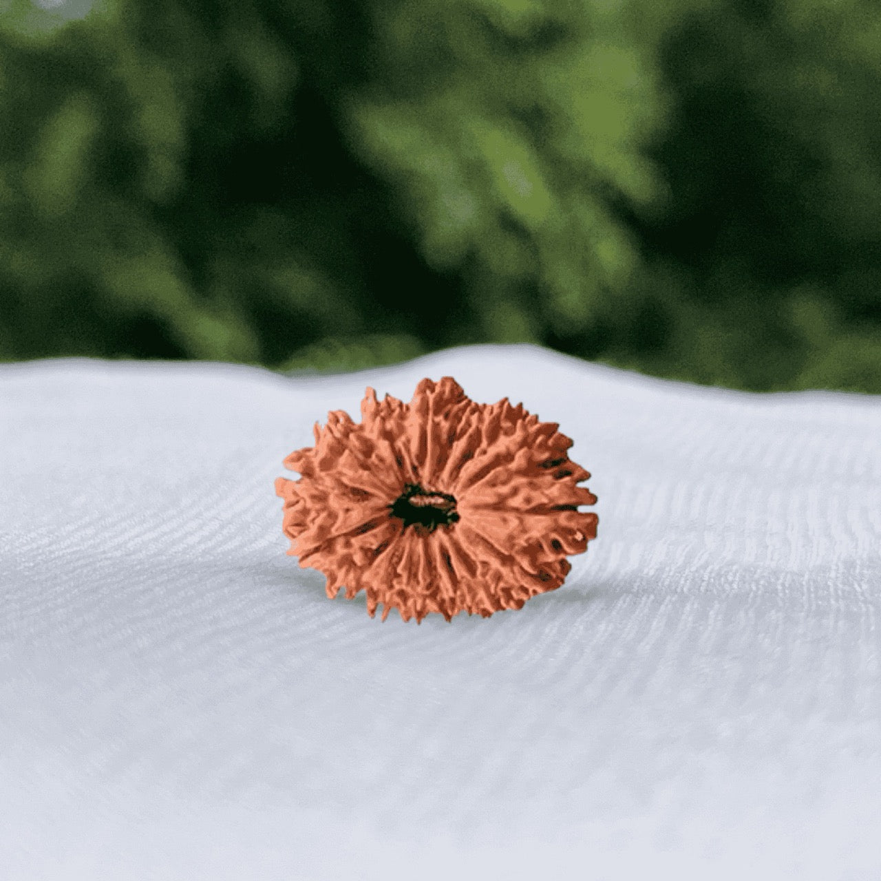 16 Mukhi Nepali Rudraksha