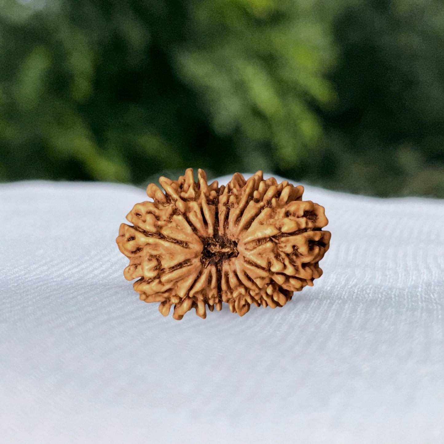 19 Mukhi Nepali Rudraksha