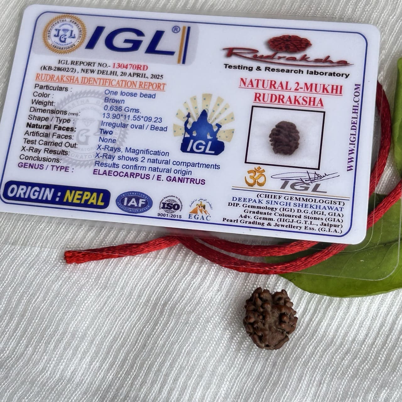 2 Mukhi Nepali Rudraksha - With Certificate