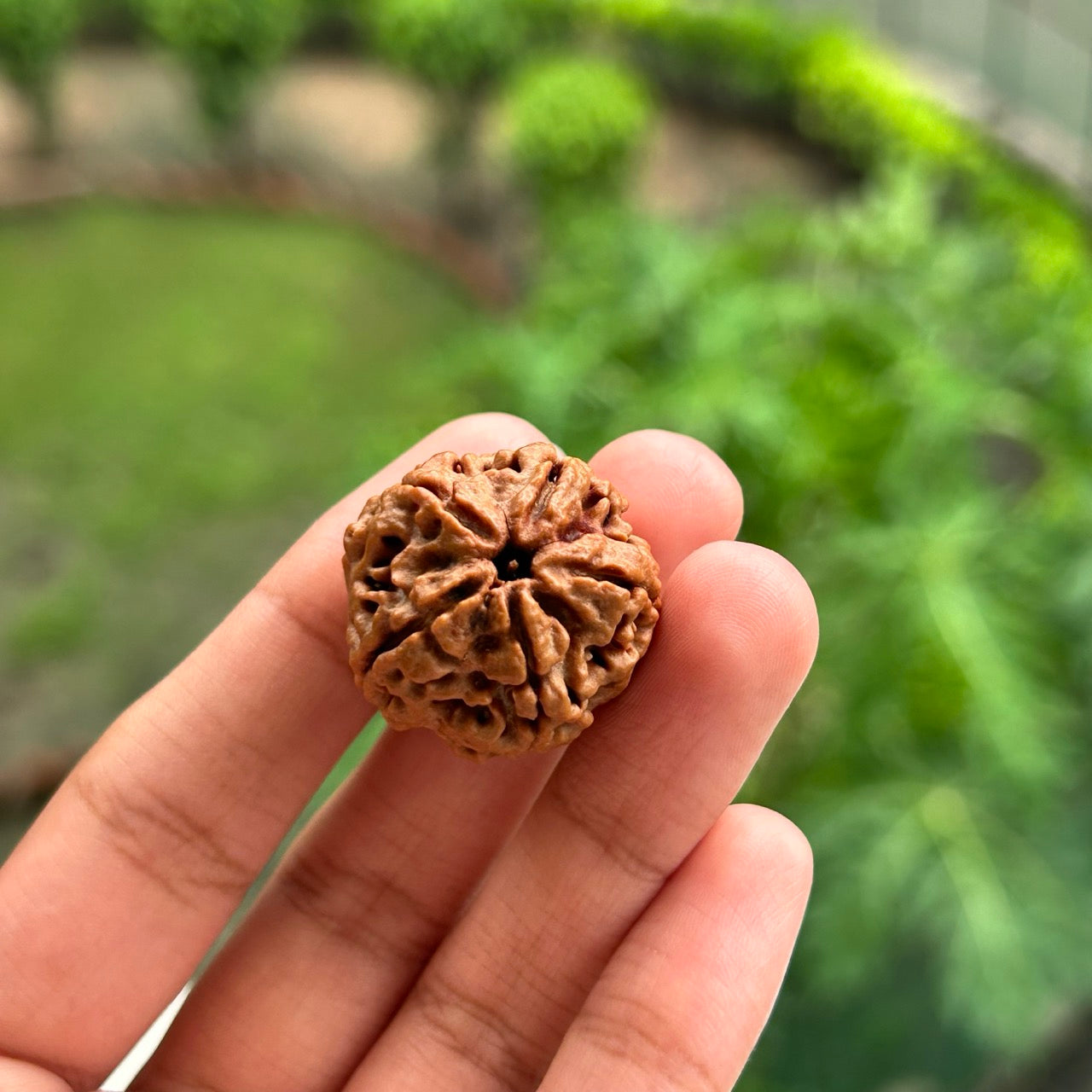 5 Mukhi Nepali Rudraksha - In Hand