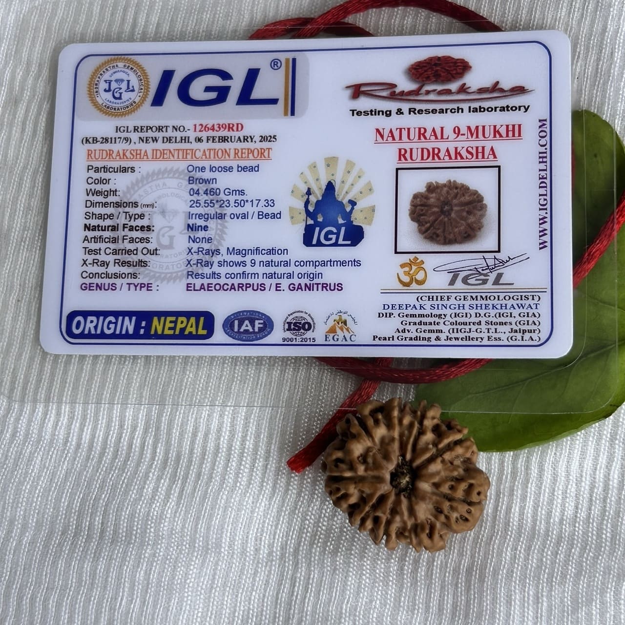 9 Mukhi nepali Rudraksha - With certificate