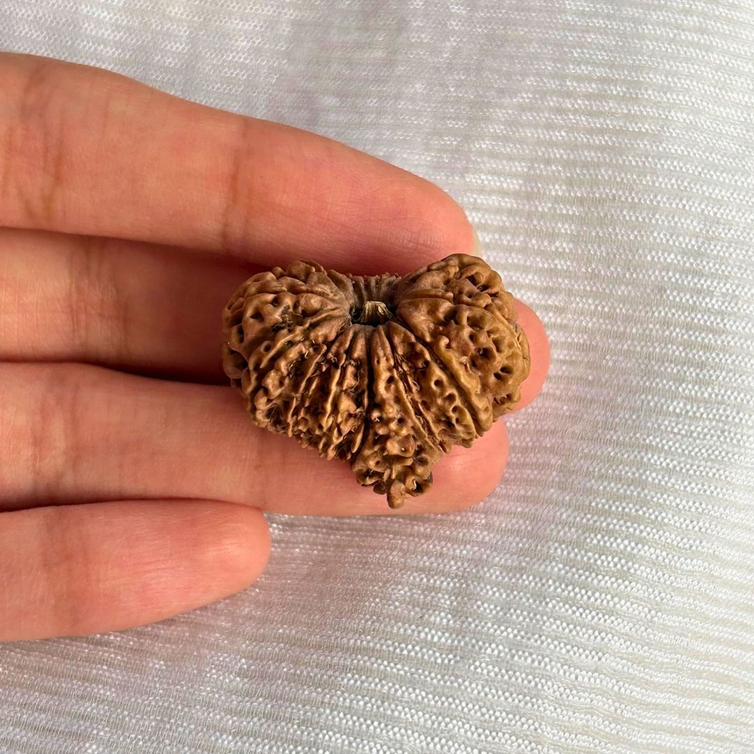 15 Mukhi Ganesh Rudraksha - In hand
