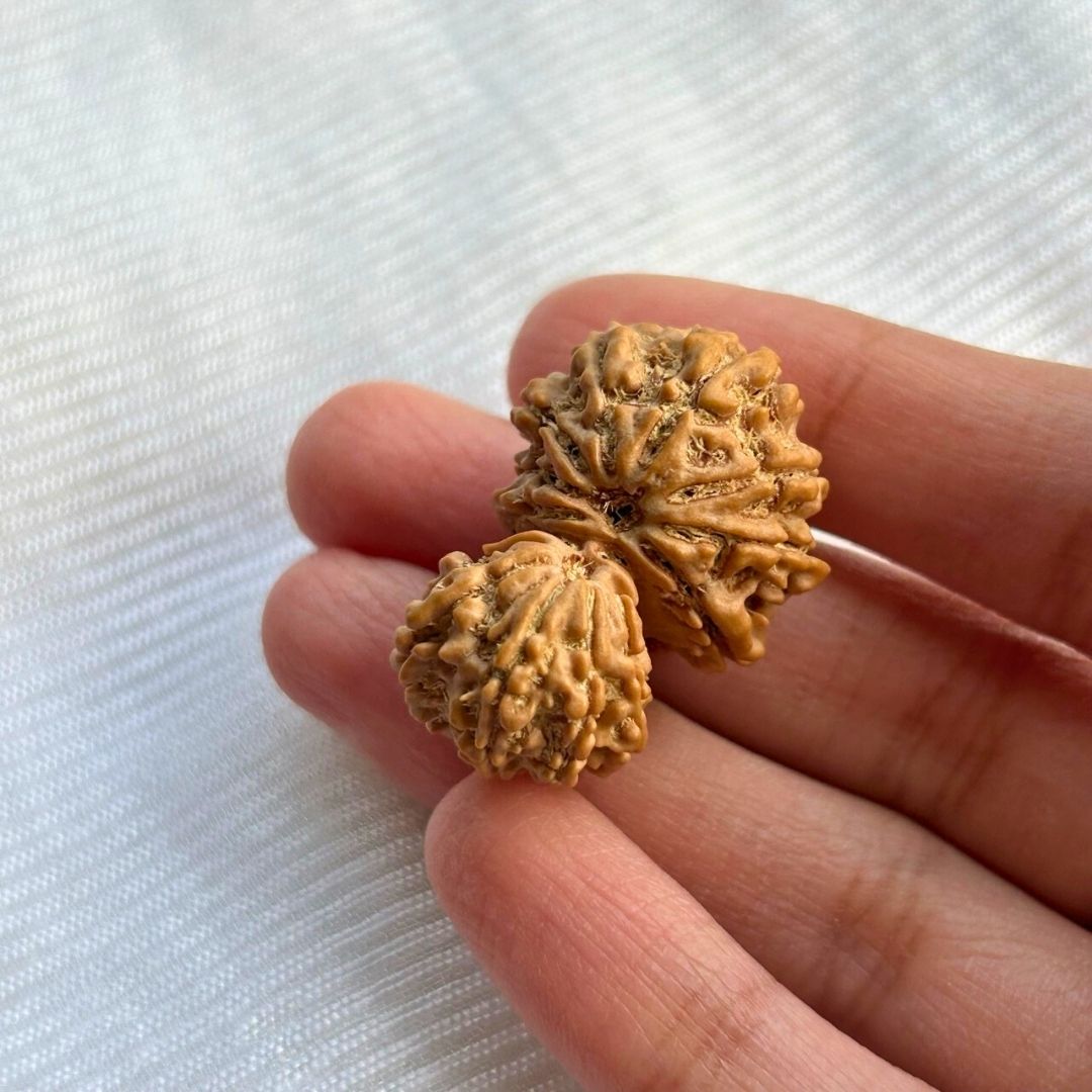Gauri Shankar 13 Mukhi - In Hand