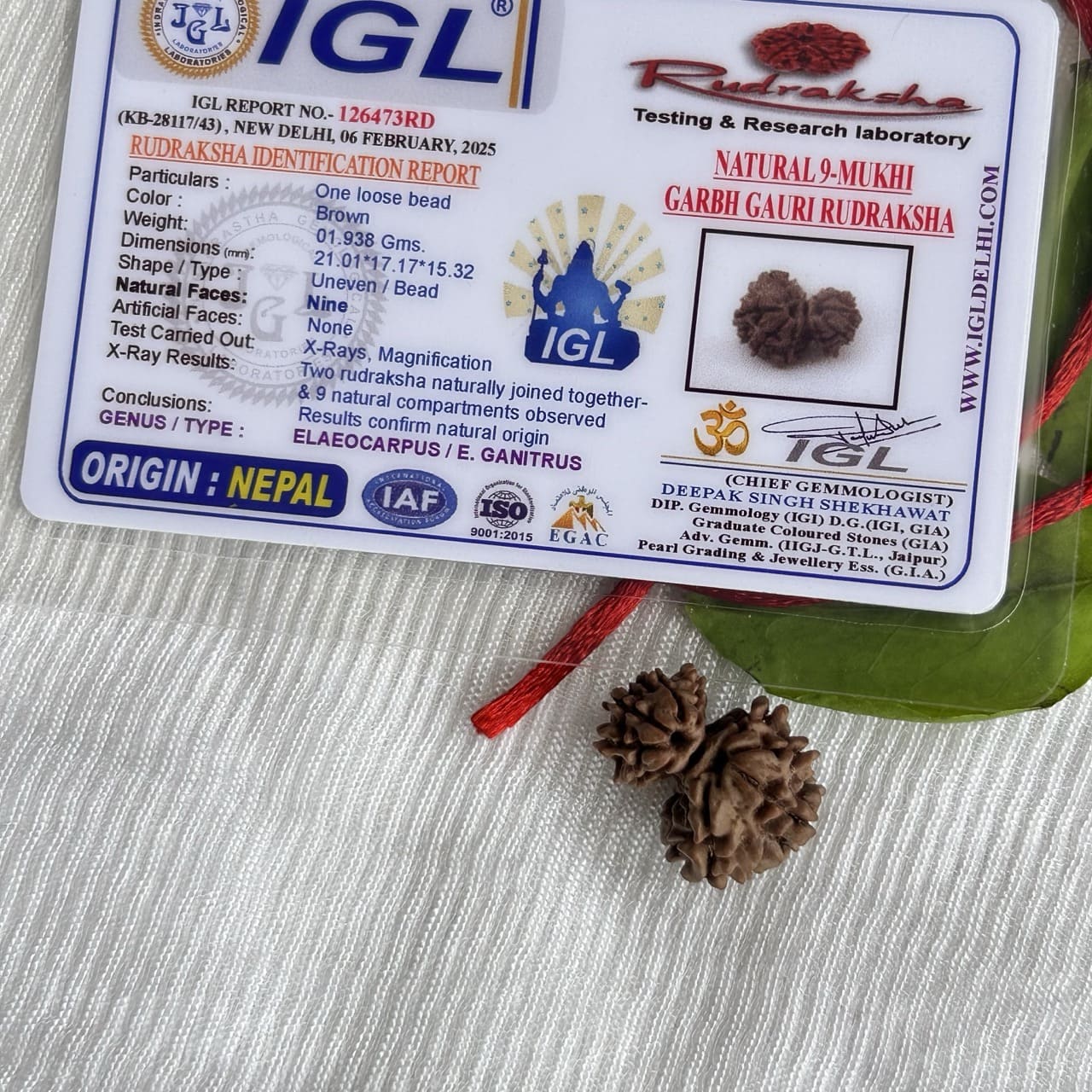Garbh Gauri Rudraksha - With Certificate