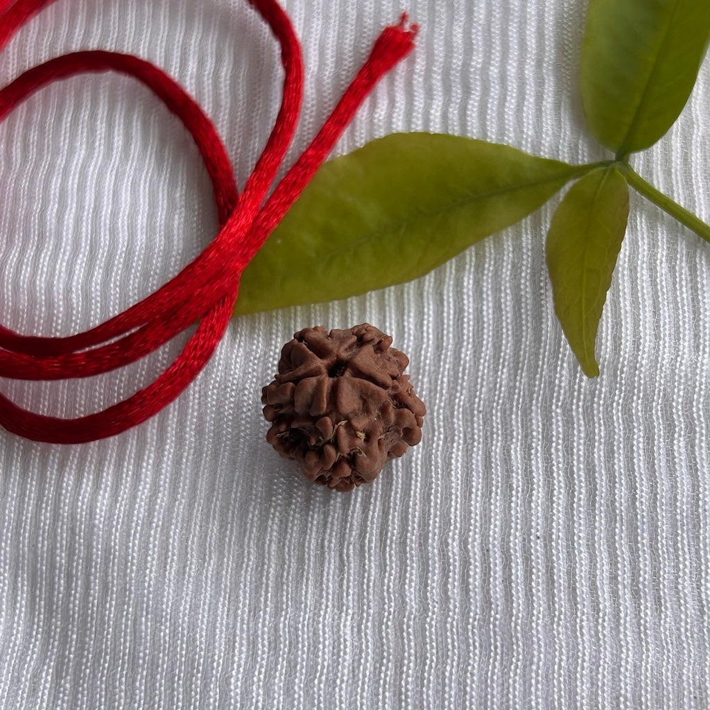 1 Mukhi Nepali Rudraksha - Angle View