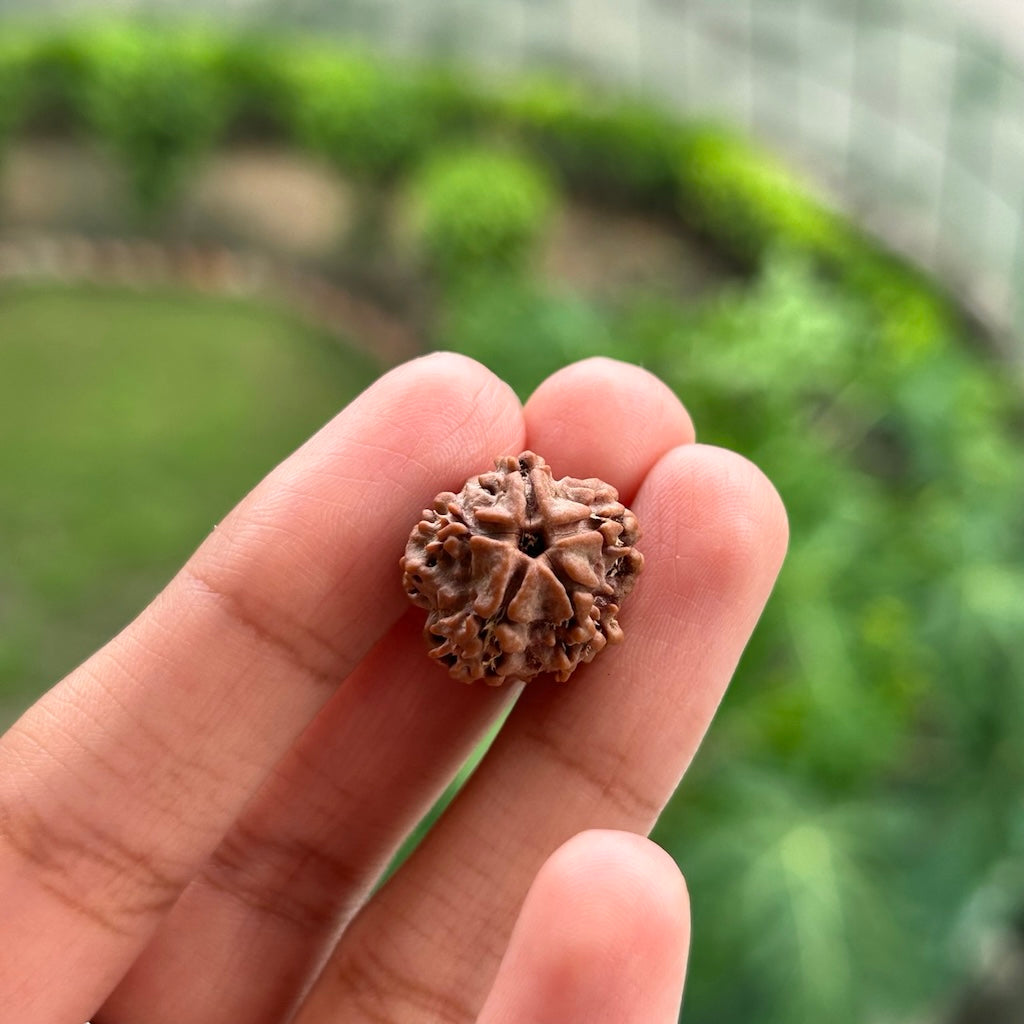 1 Mukhi Nepali Rudraksha - In Hand
