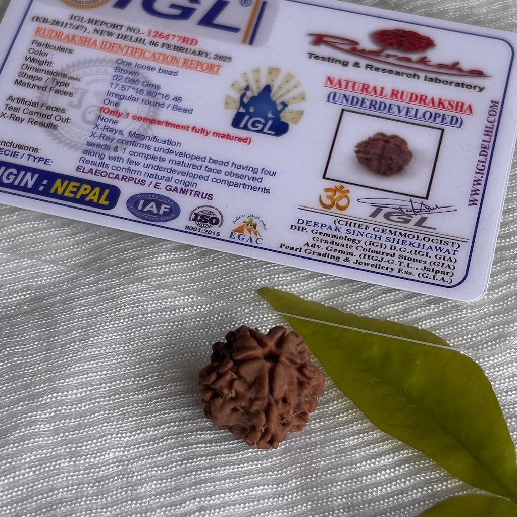 1 Mukhi Nepali Rudraksha - With Certificate