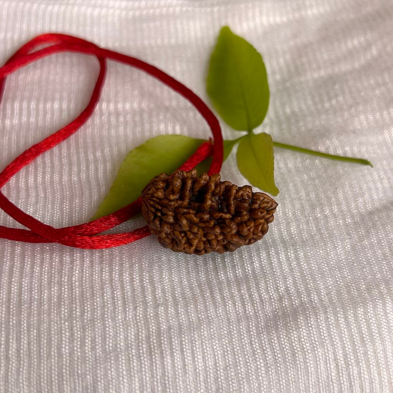 1 Mukhi Rudraksha Himalayan – angle view