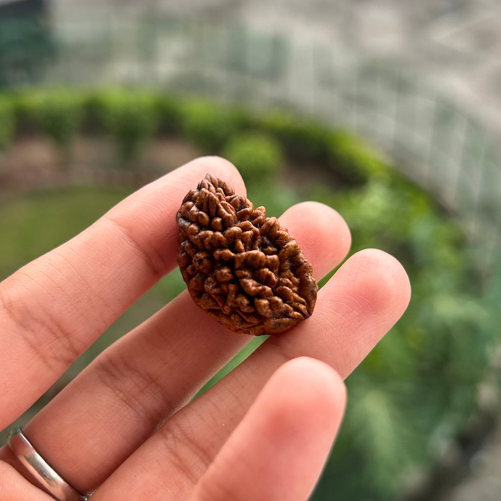 1 Mukhi Rudraksha Himalayan – In hand