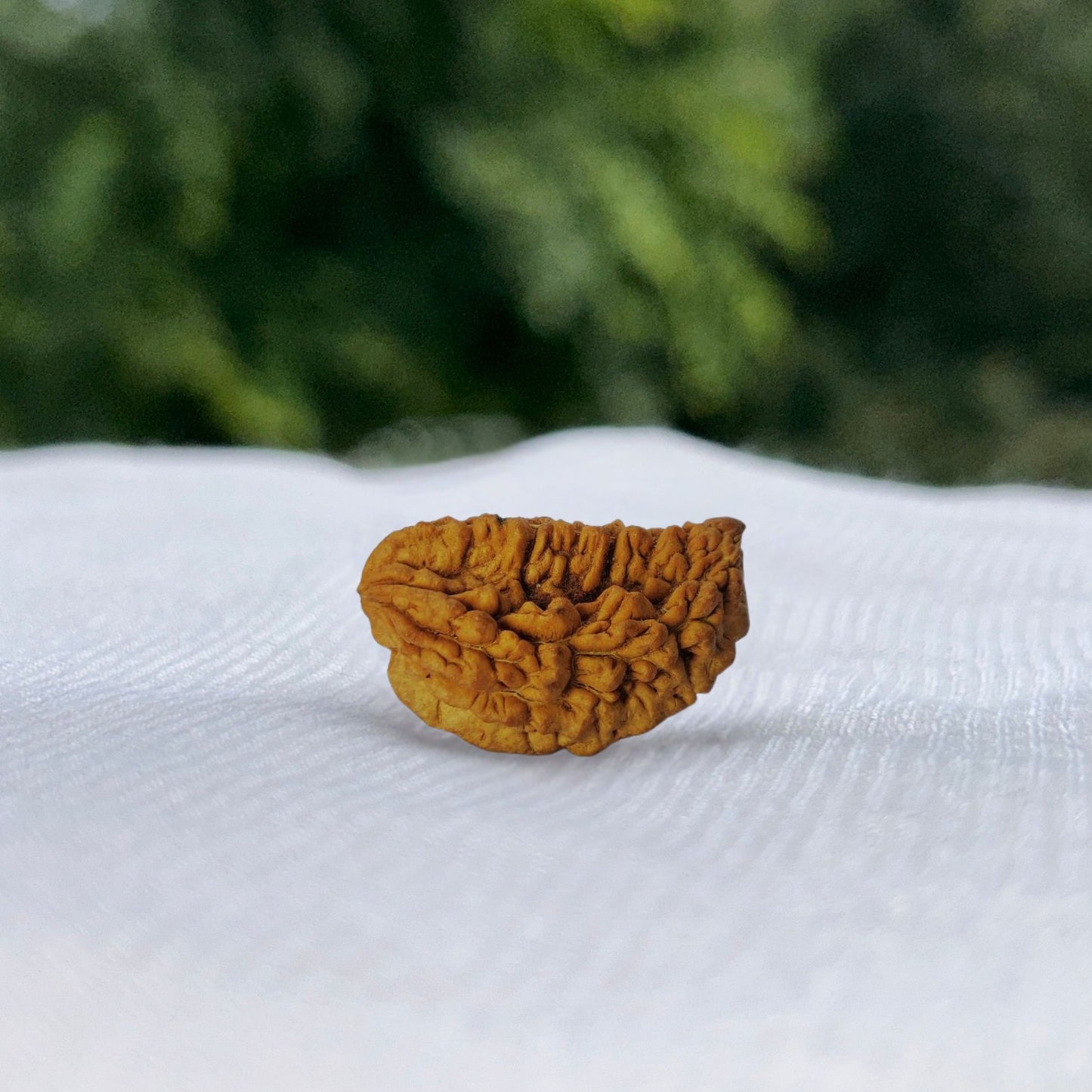 1 Mukhi Rudraksha Himalayan – full view