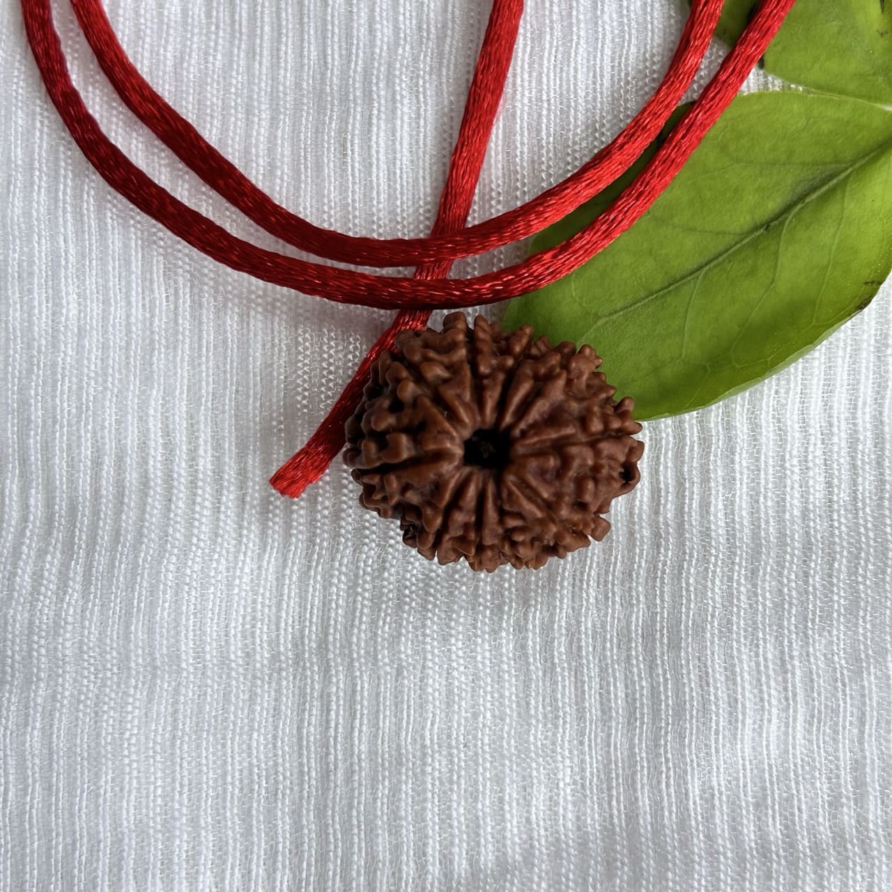 10 Mukhi Nepali Rudraksha - Angle View