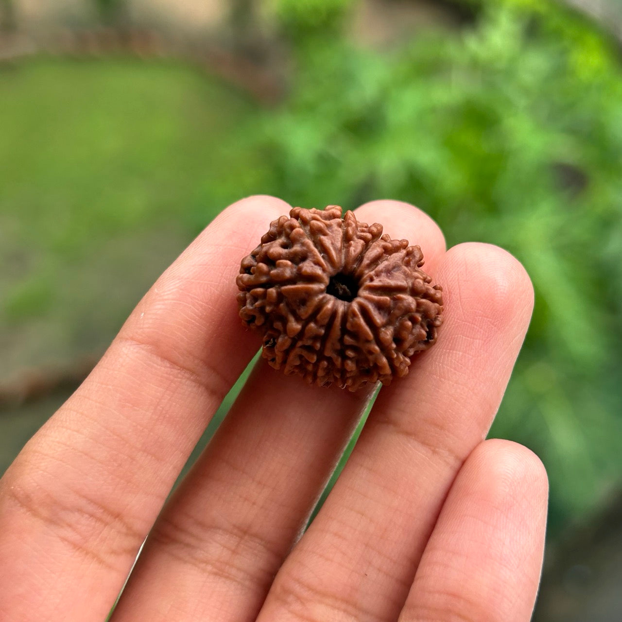 10 Mukhi Nepali Rudraksha - In Hand
