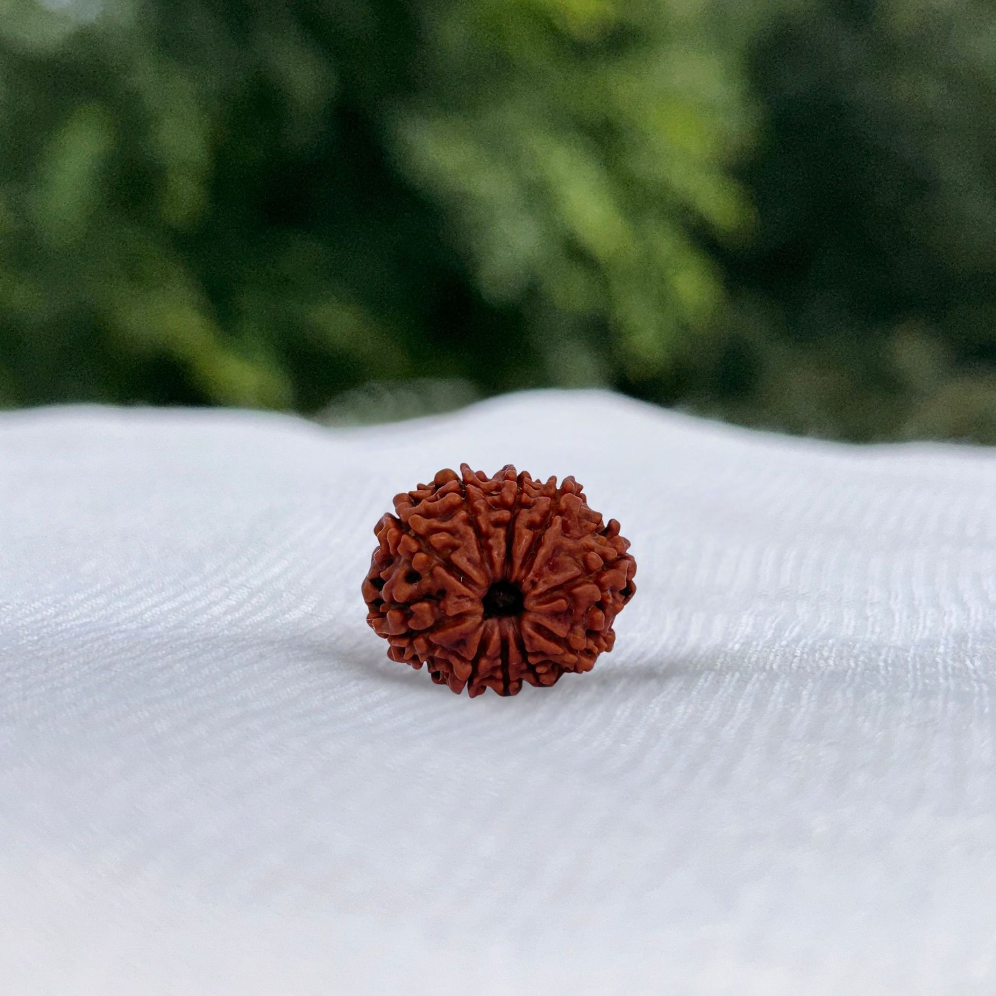 10 Mukhi Nepali Rudraksha - Full View