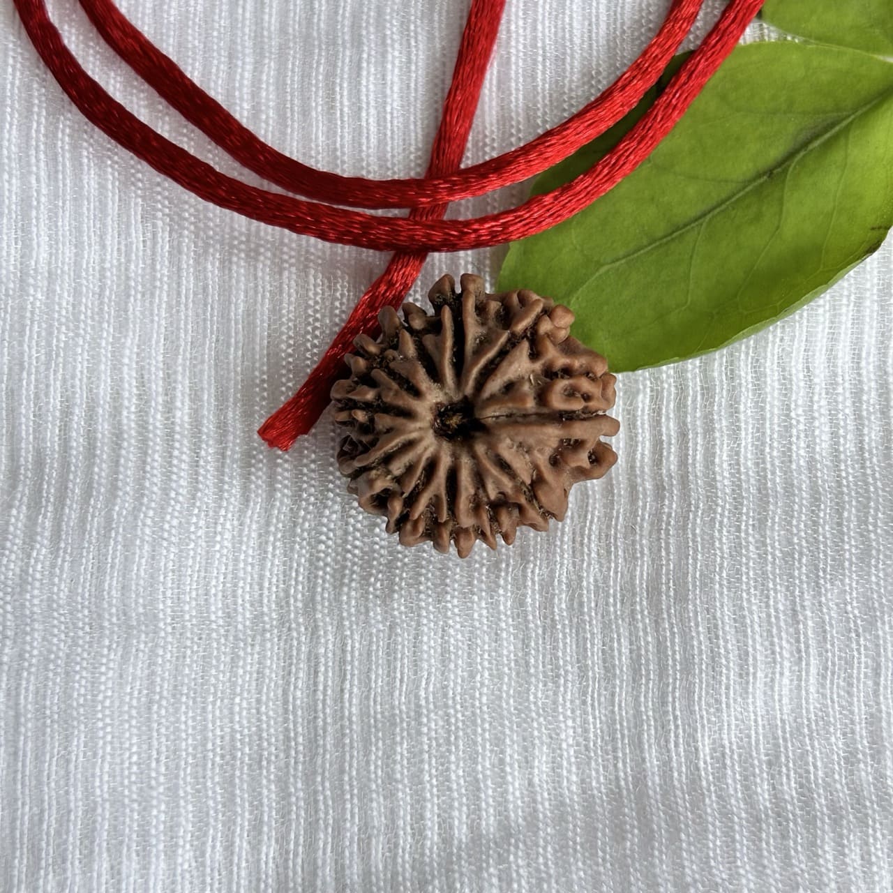 11 Mukhi Nepali Rudraksha - Angle View