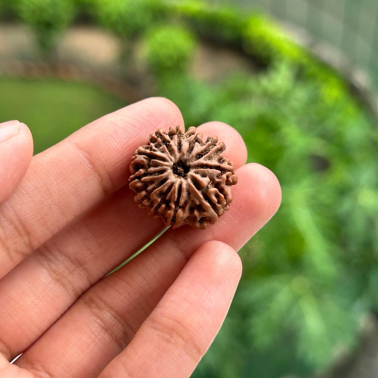 11 Mukhi Nepali Rudraksha - In Hand