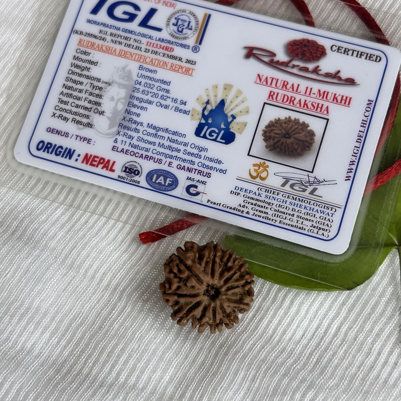 11 Mukhi Nepali Rudraksha - With Certificate