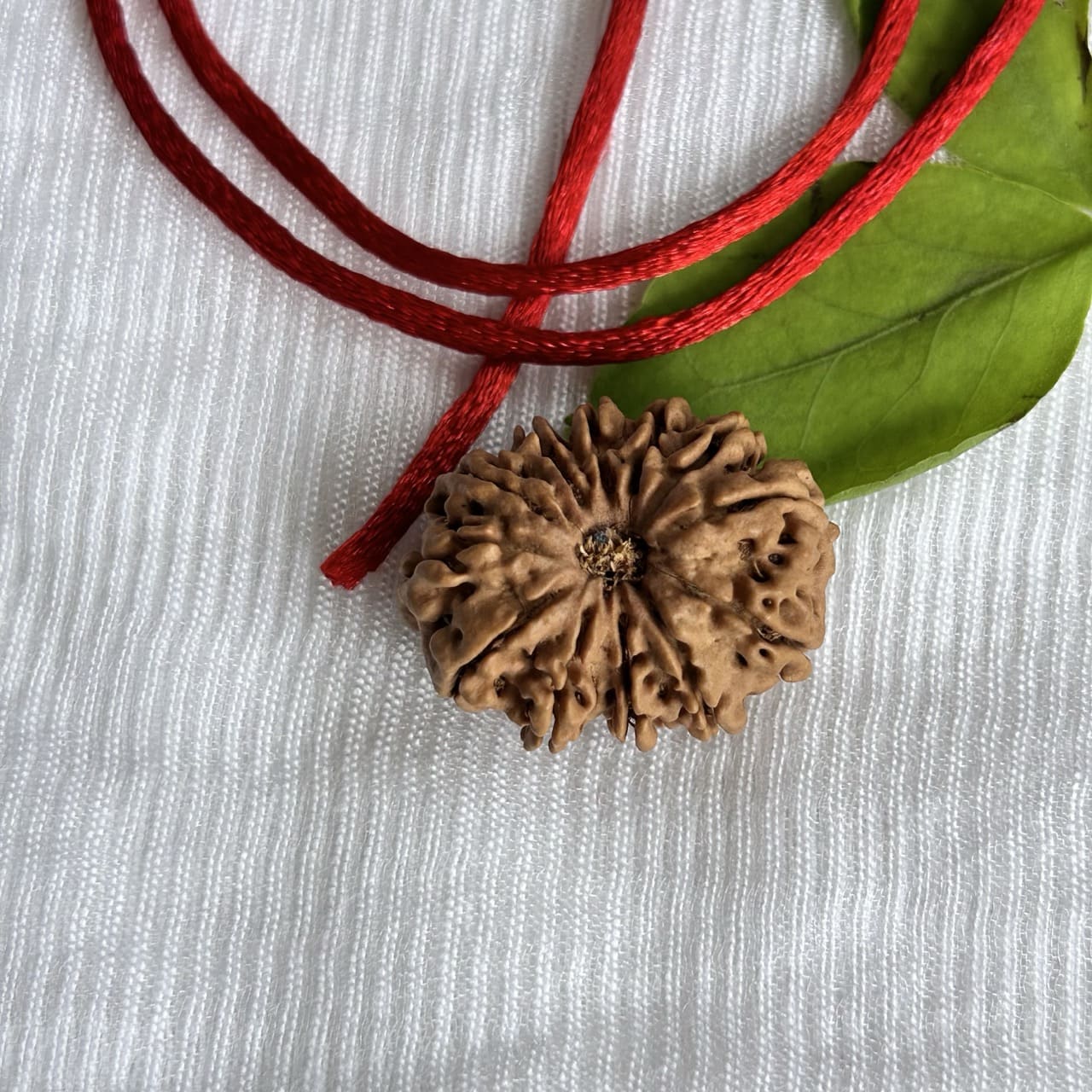 12 Mukhi Nepali Rudraksha - Angle View