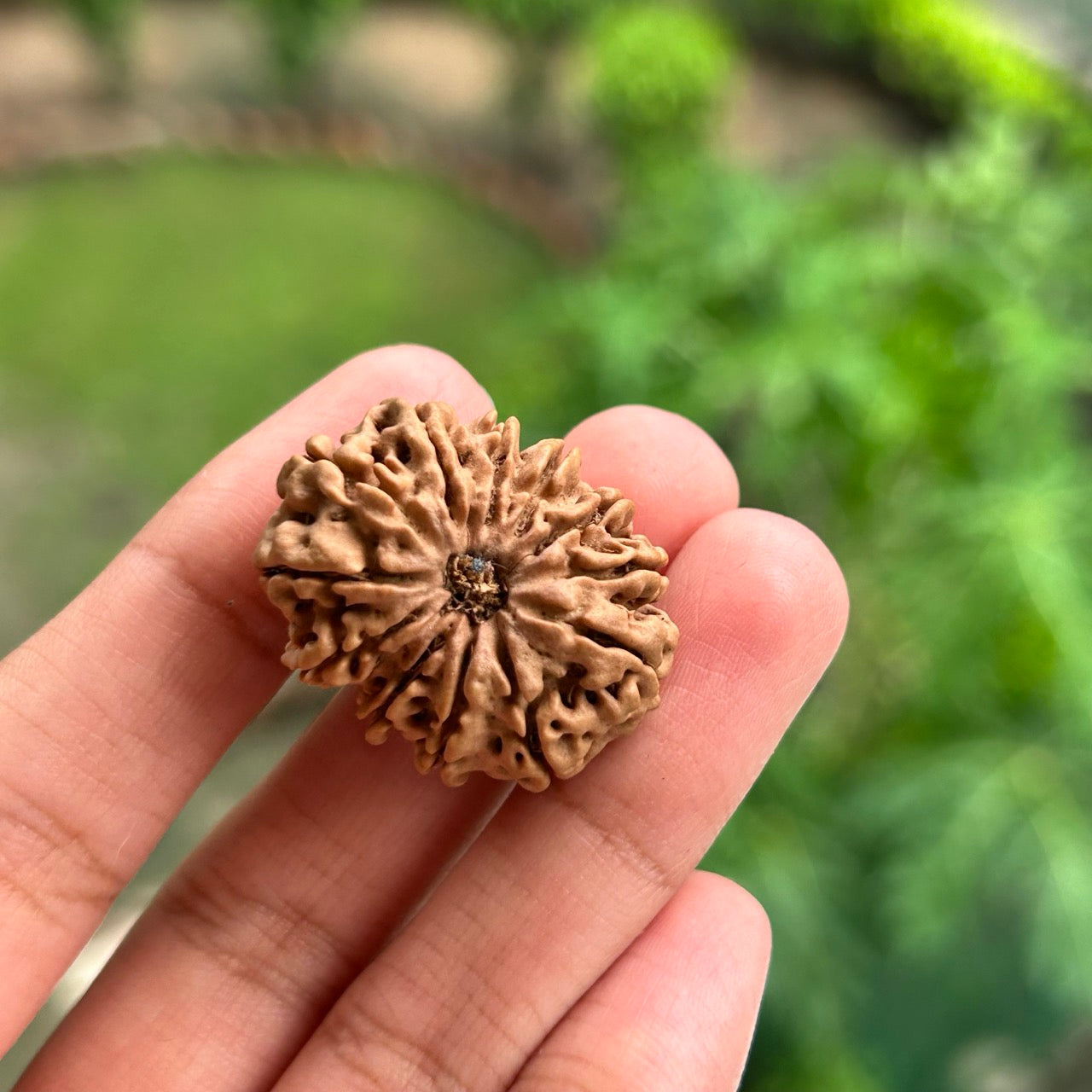 12 Mukhi Nepali Rudraksha - In Hand