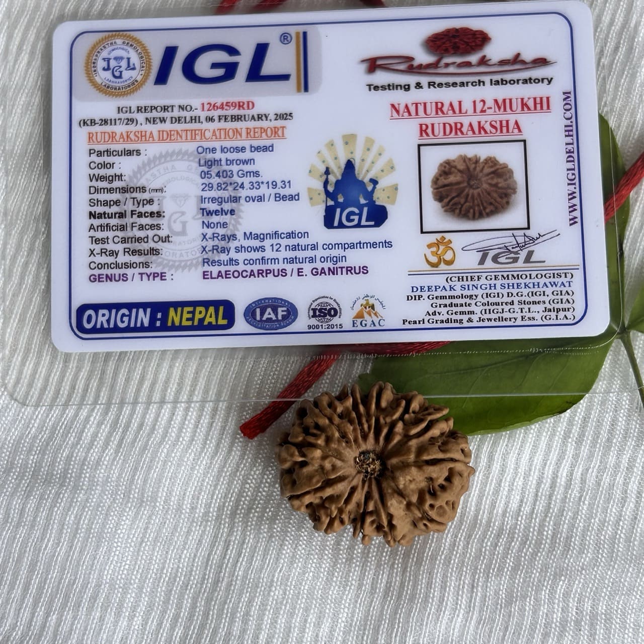 12 Mukhi Nepali Rudraksha - With Certificate