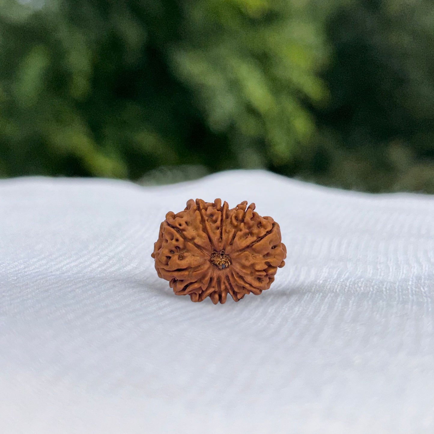 12 Mukhi Nepali Rudraksha - Full View