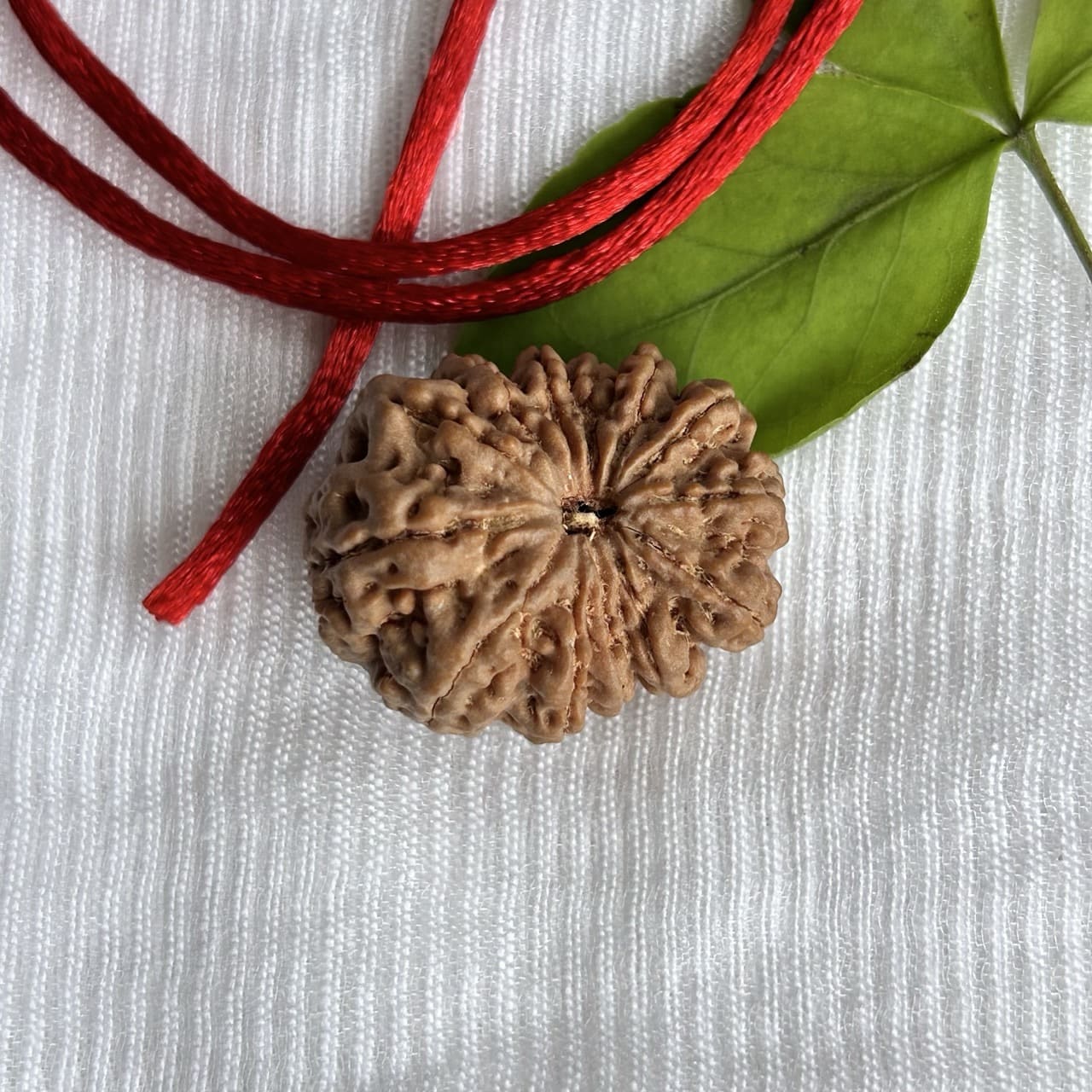 13 Mukhi Nepali Rudraksha - Angle View