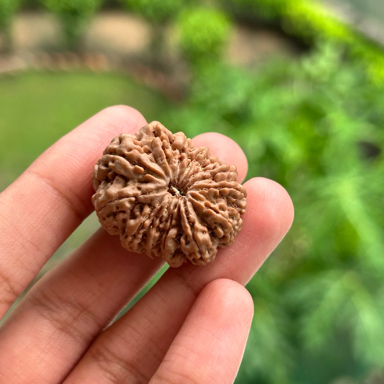 13 Mukhi Nepali Rudraksha - In Hand