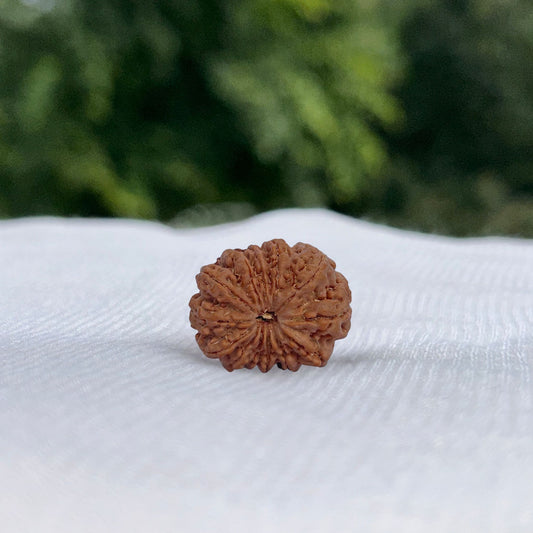13 Mukhi Nepali Rudraksha - Full View