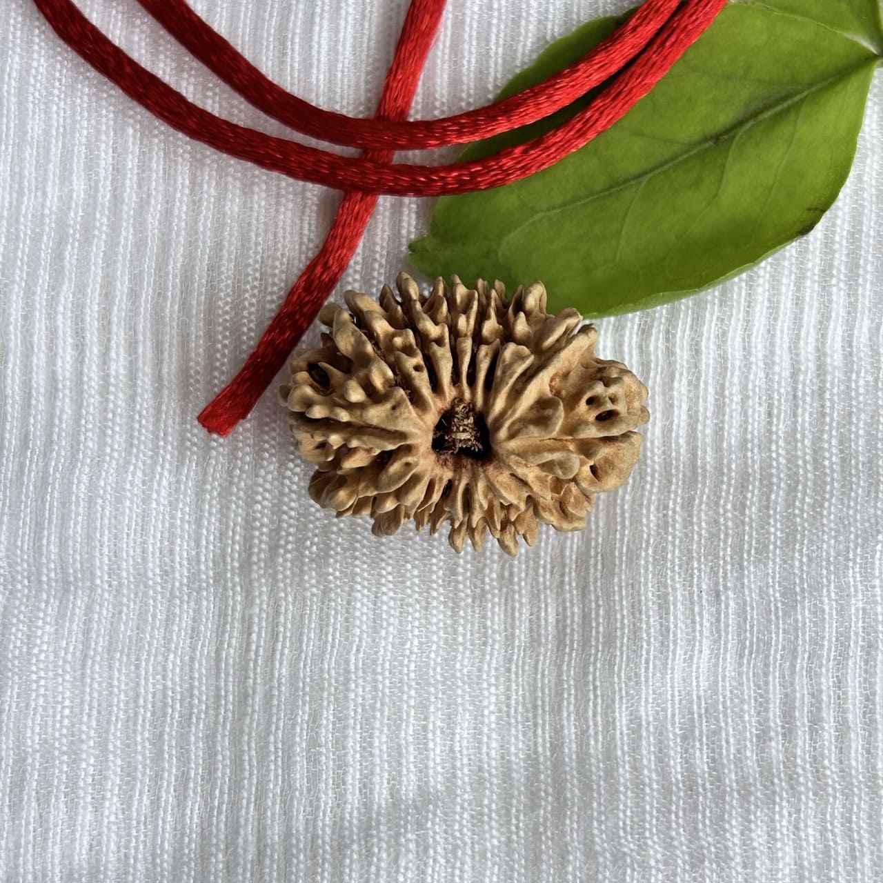 14 Mukhi Nepali Rudraksha - Angle View