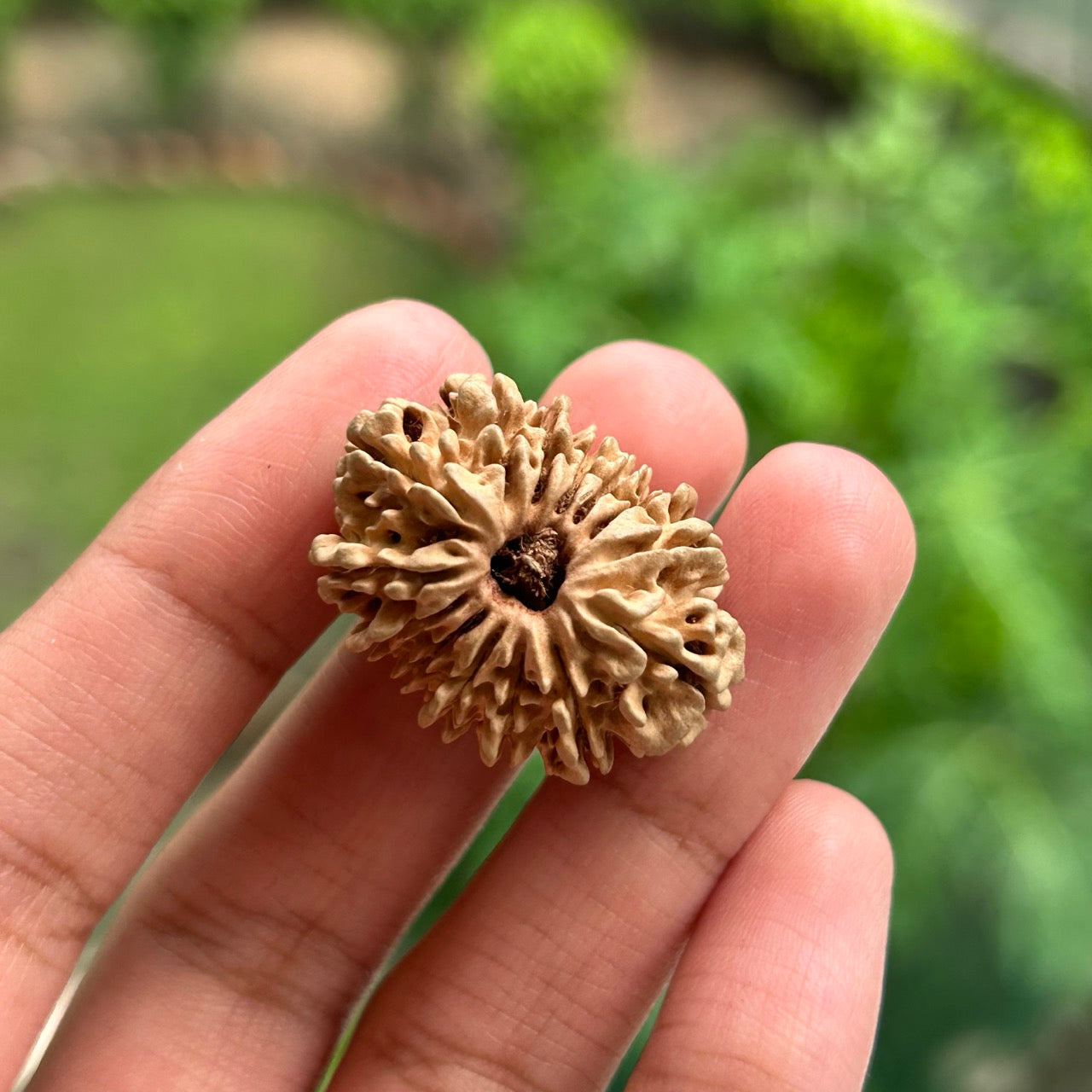14 Mukhi Nepali Rudraksha - In Hand