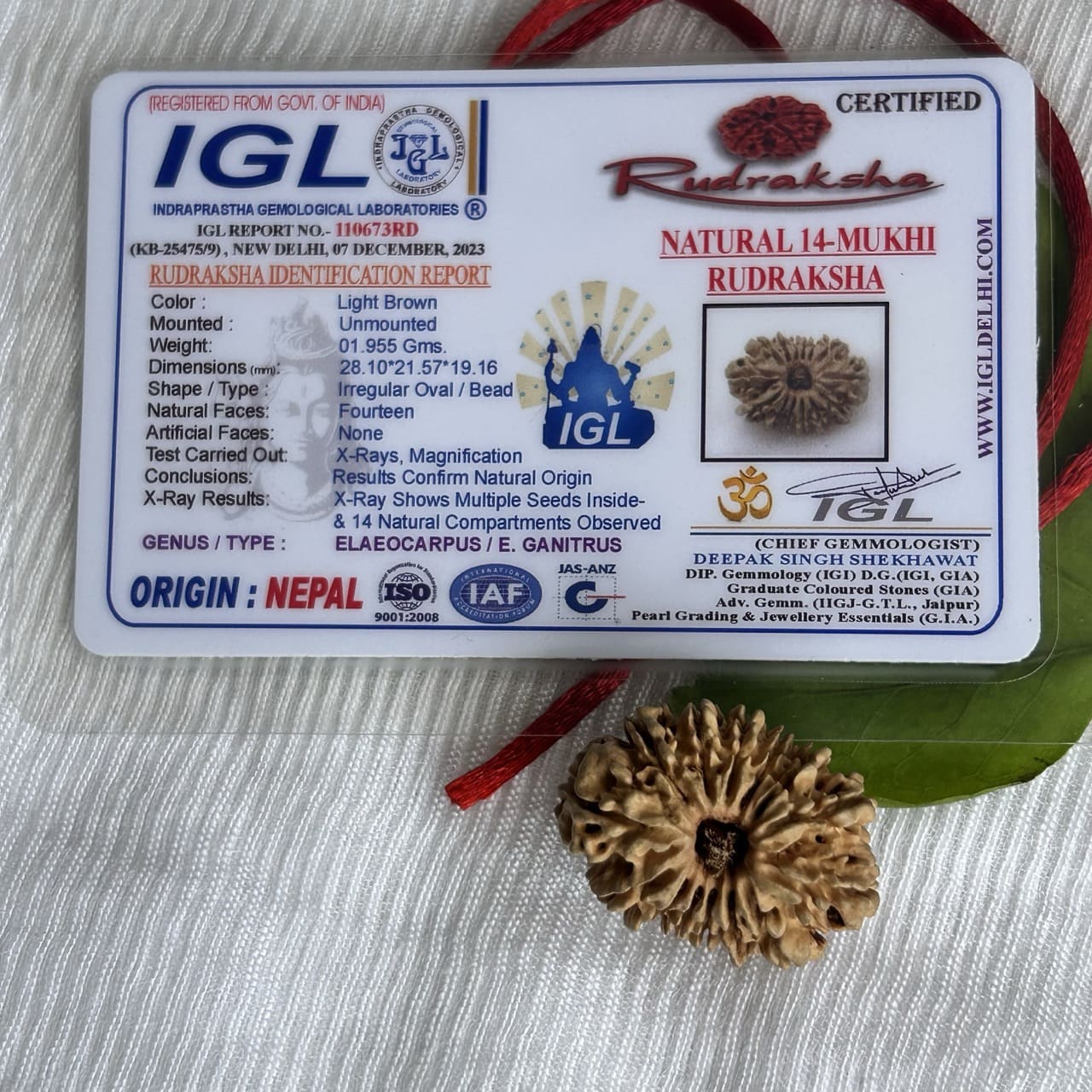 14 Mukhi Nepali Rudraksha - With Certificate