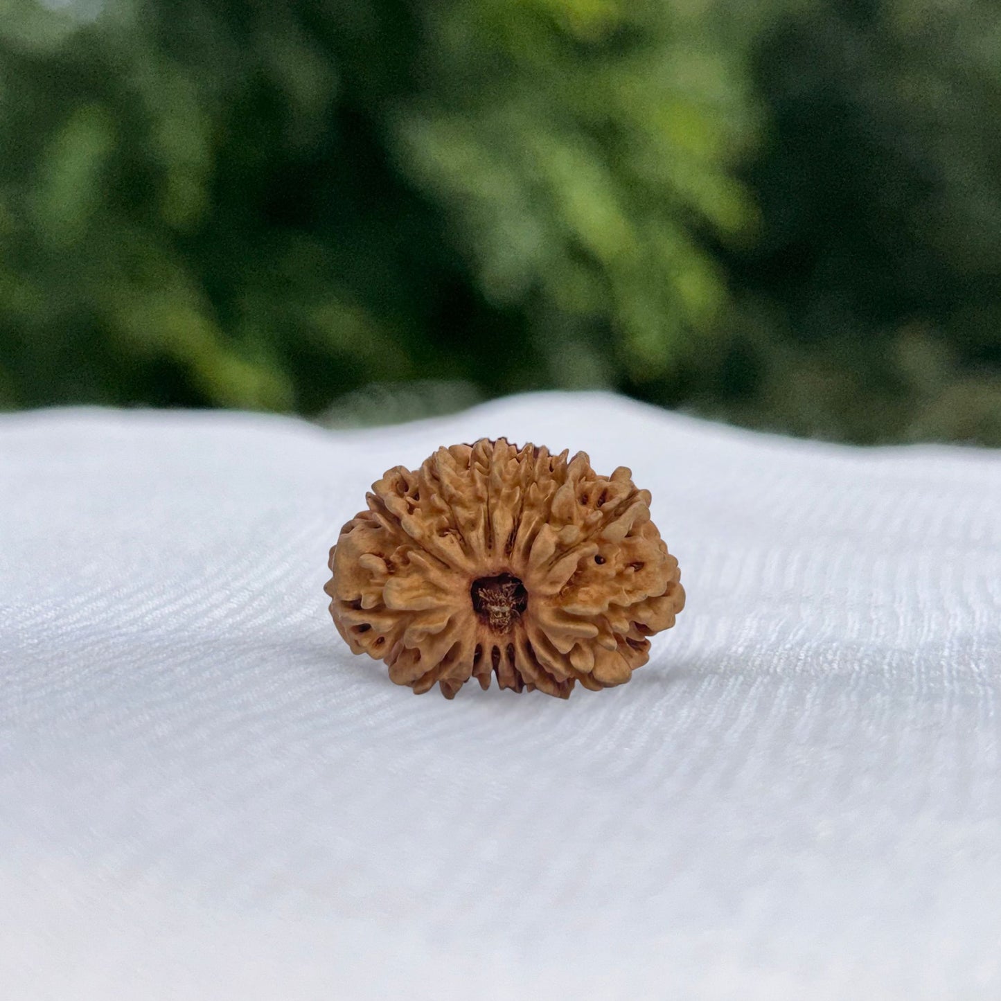 14 Mukhi Nepali Rudraksha - Full View
