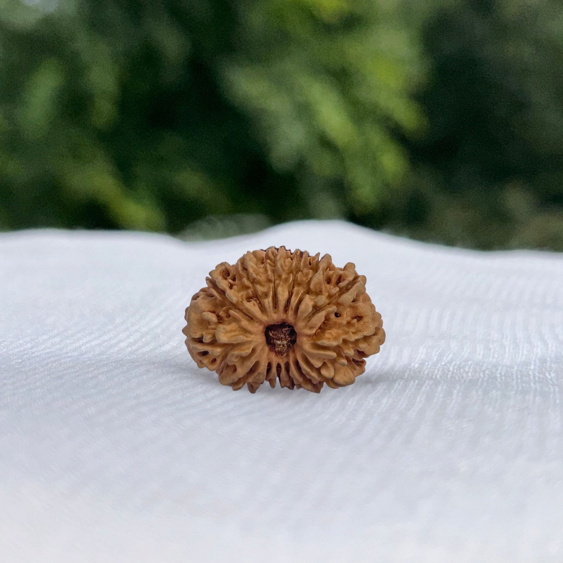 14 Mukhi Nepali Rudraksha - Full View