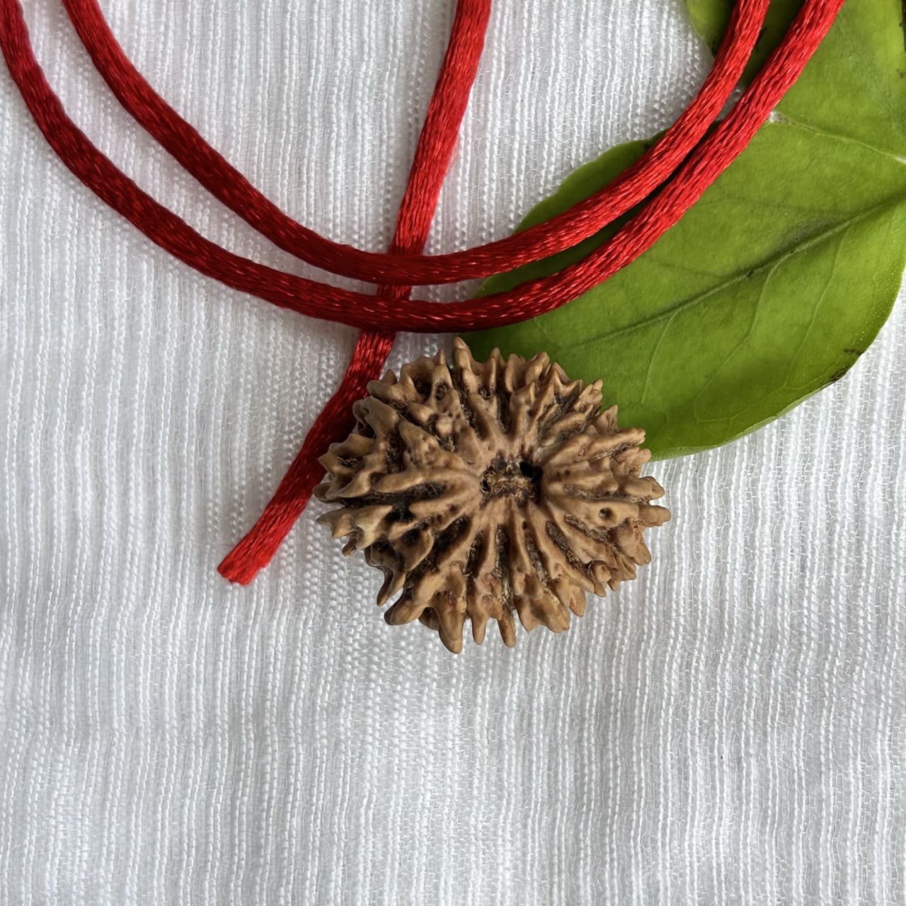 15 Mukhi Nepali Rudraksha - Angle View