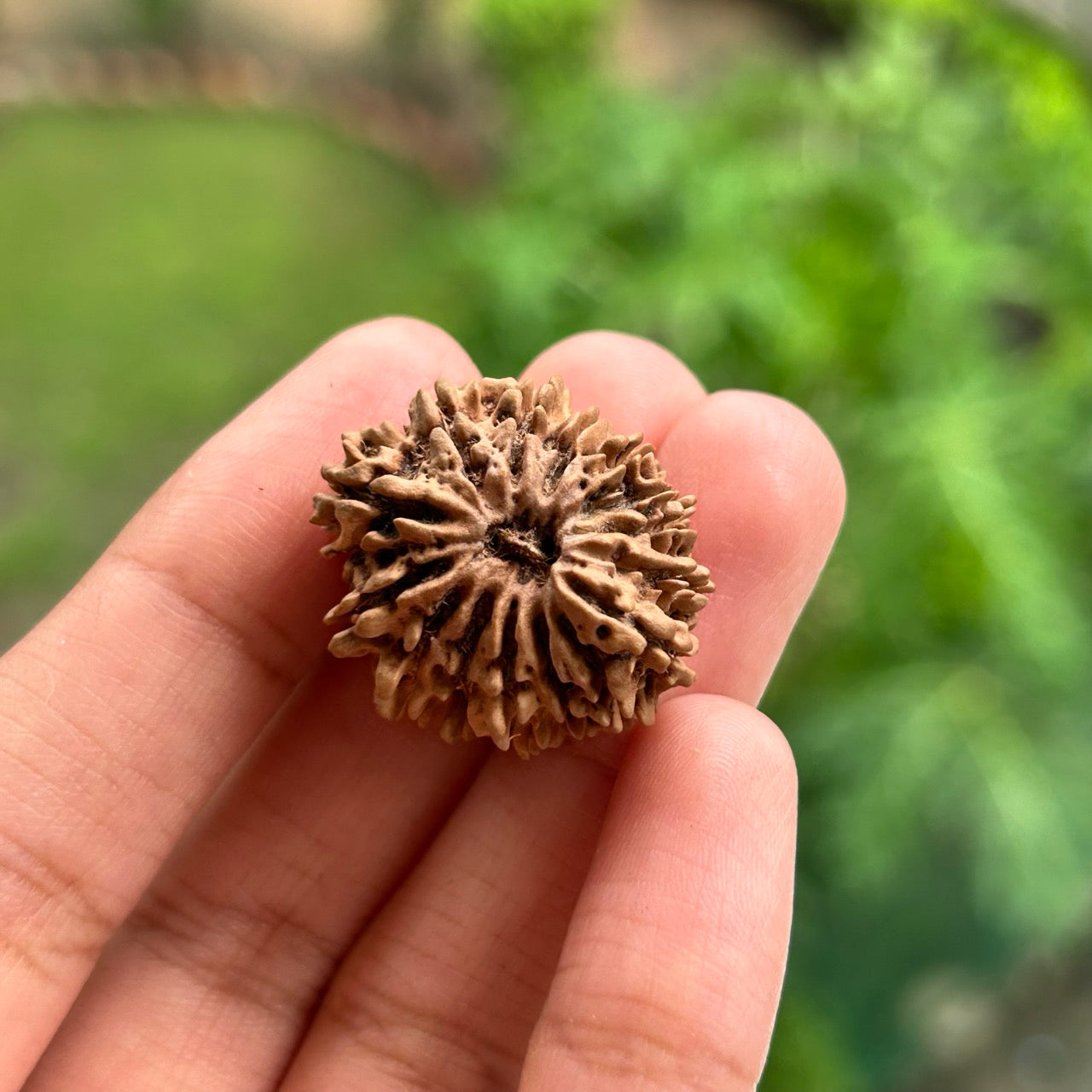 15 Mukhi Nepali Rudraksha - In Hand