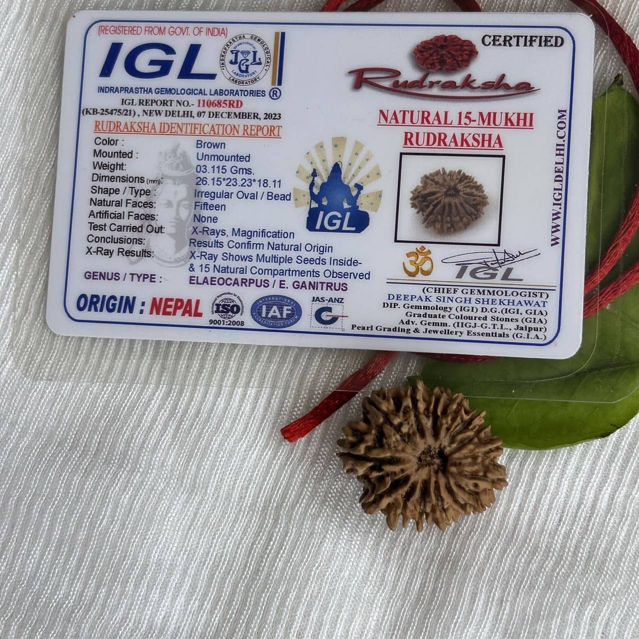 15 Mukhi Nepali Rudraksha - With Certificate