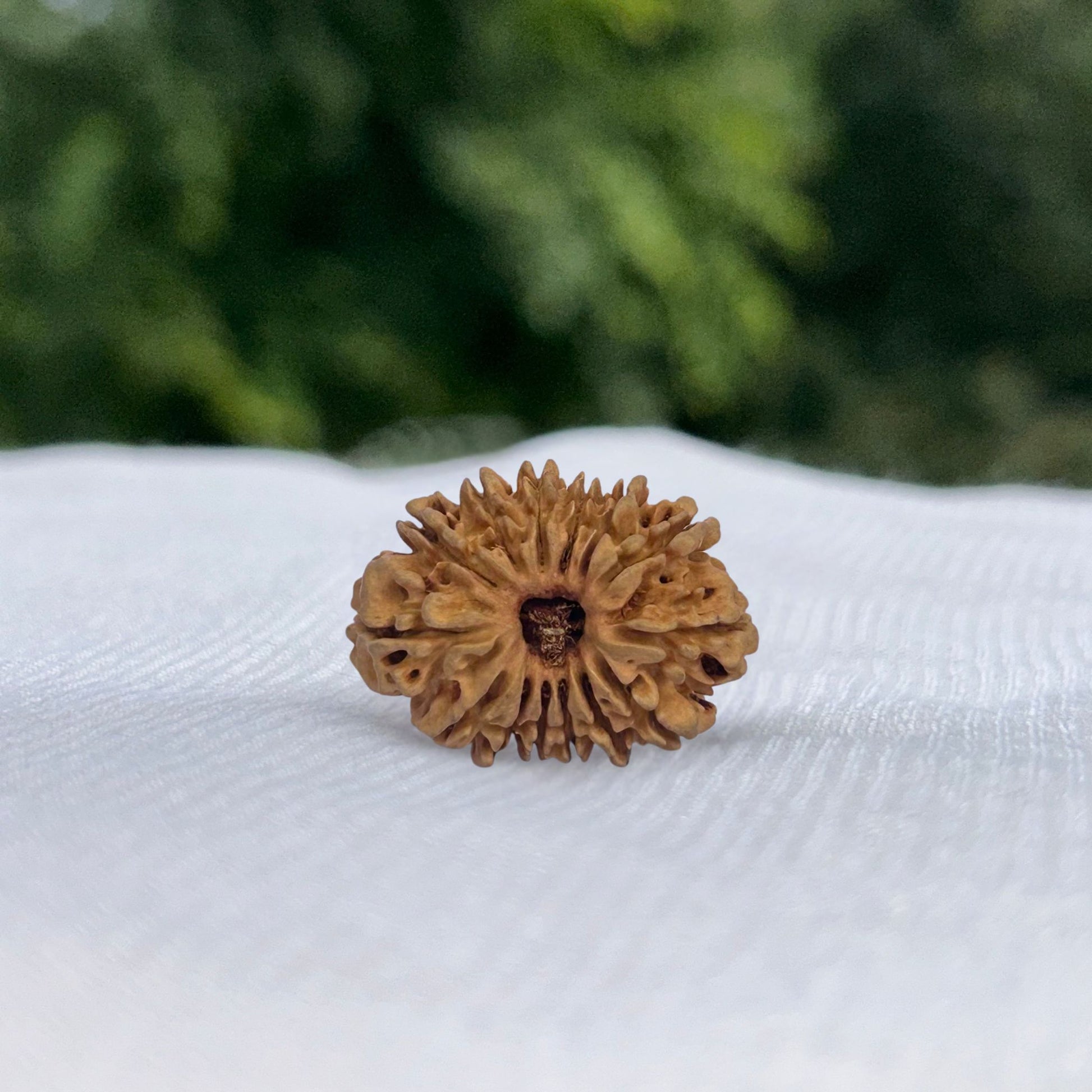 15 Mukhi Nepali Rudraksha - Full View