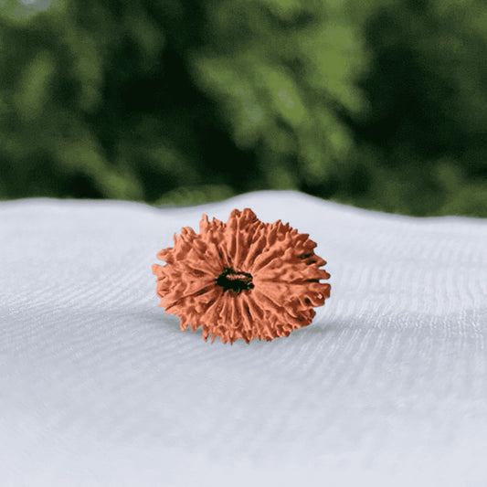 16 Mukhi Nepali Rudraksha