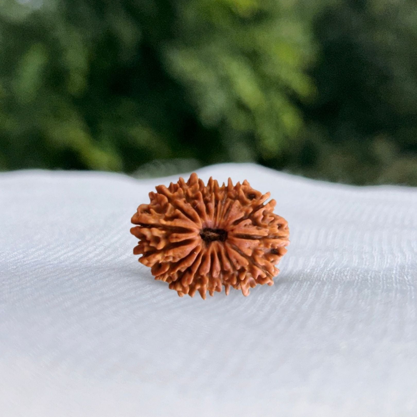 17 Mukhi Nepali Rudraksha