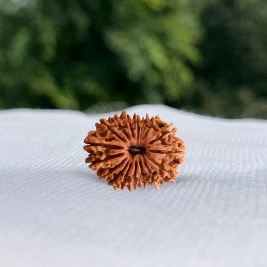 17 Mukhi Nepali Rudraksha