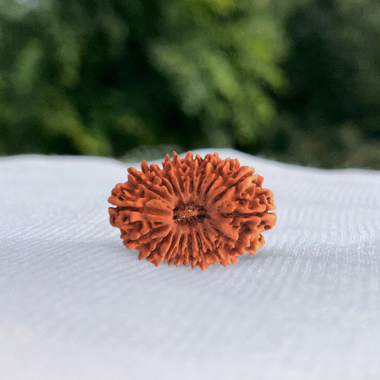 18 Mukhi Nepali Rudraksha
