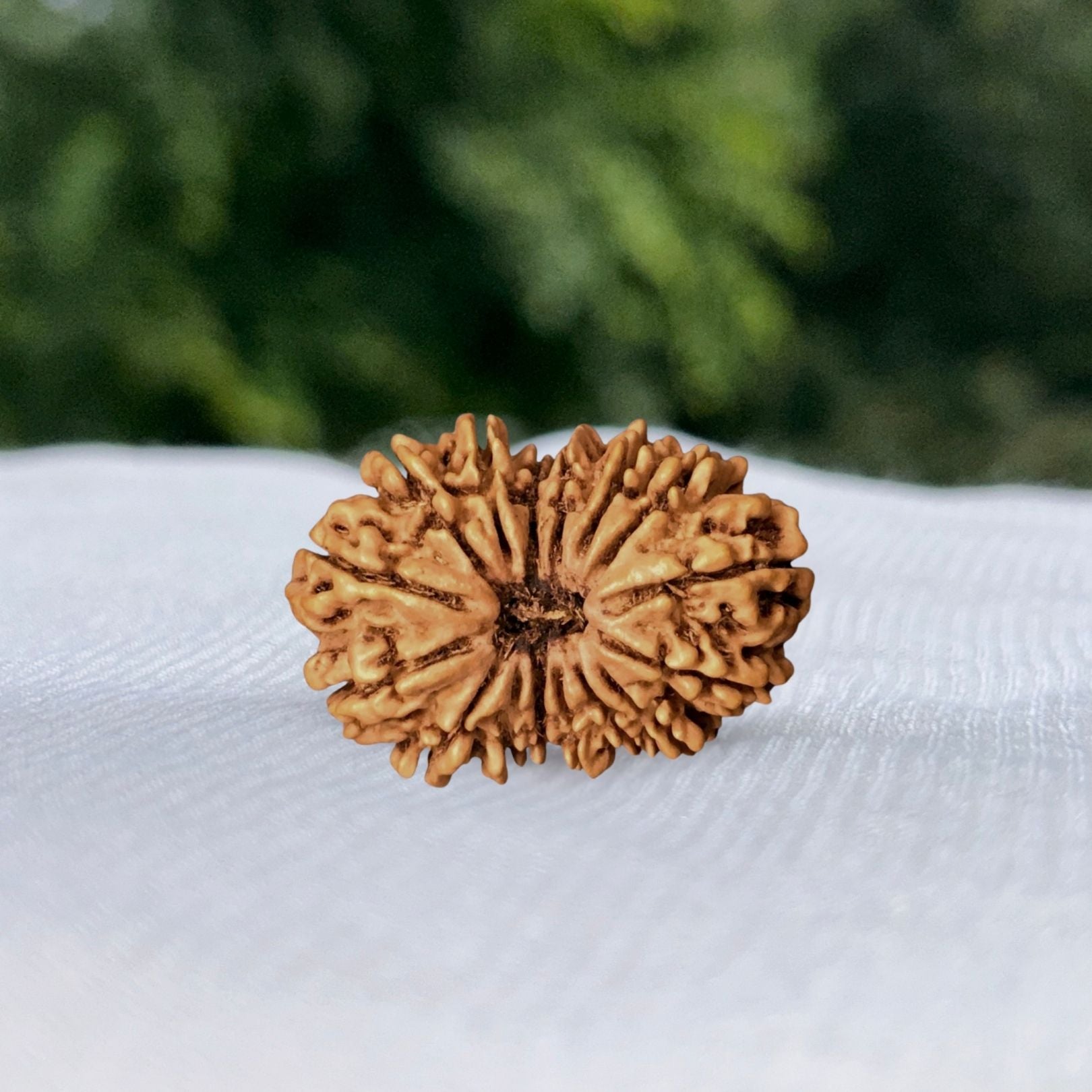 19 Mukhi Nepali Rudraksha