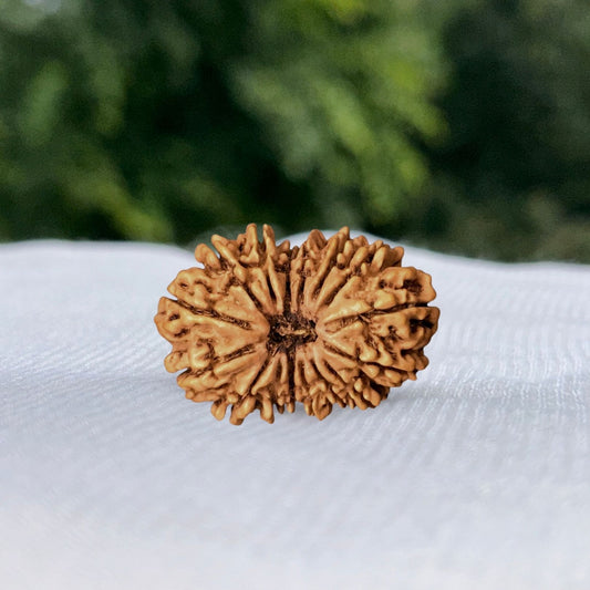 19 Mukhi Nepali Rudraksha