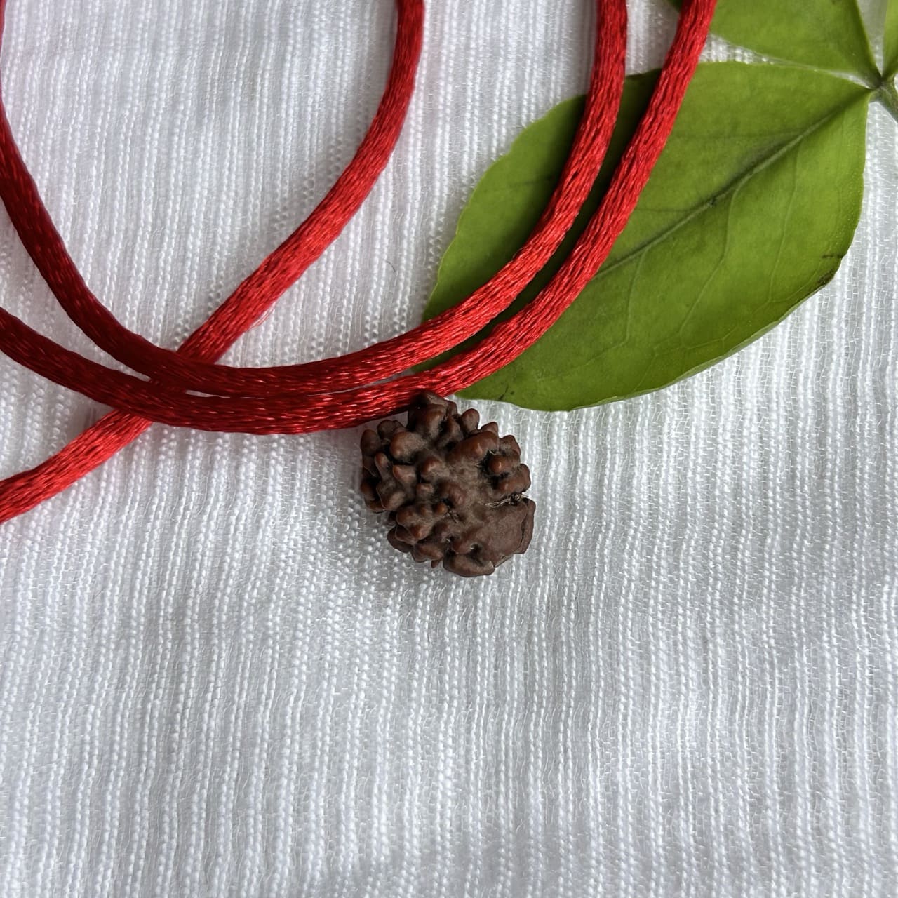 2 Mukhi Nepali Rudraksha - Angle View