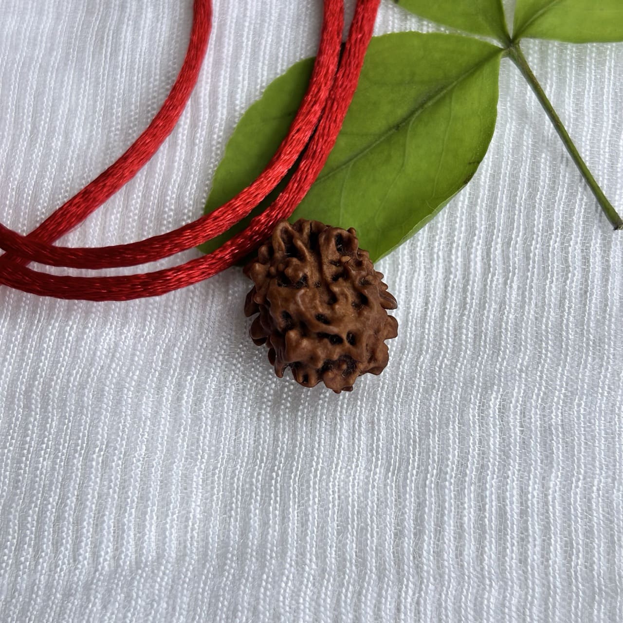2 Mukhi Himalayan Rudraksha - Angle View