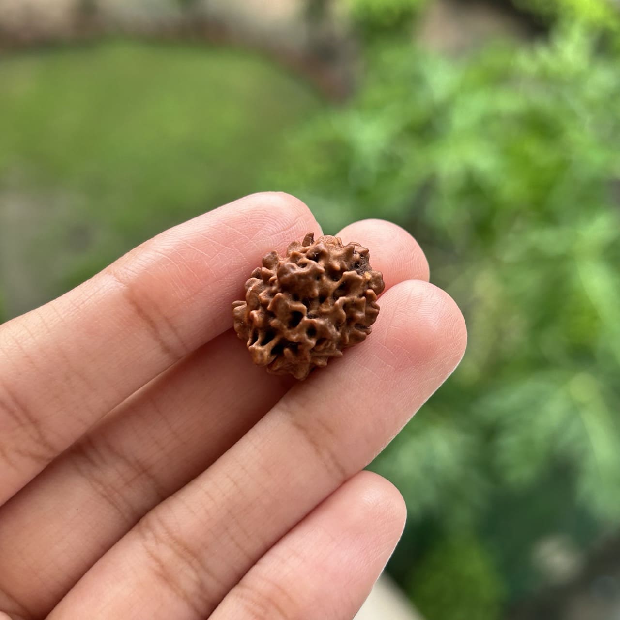 2 Mukhi Himalayan Rudraksha - In Hand