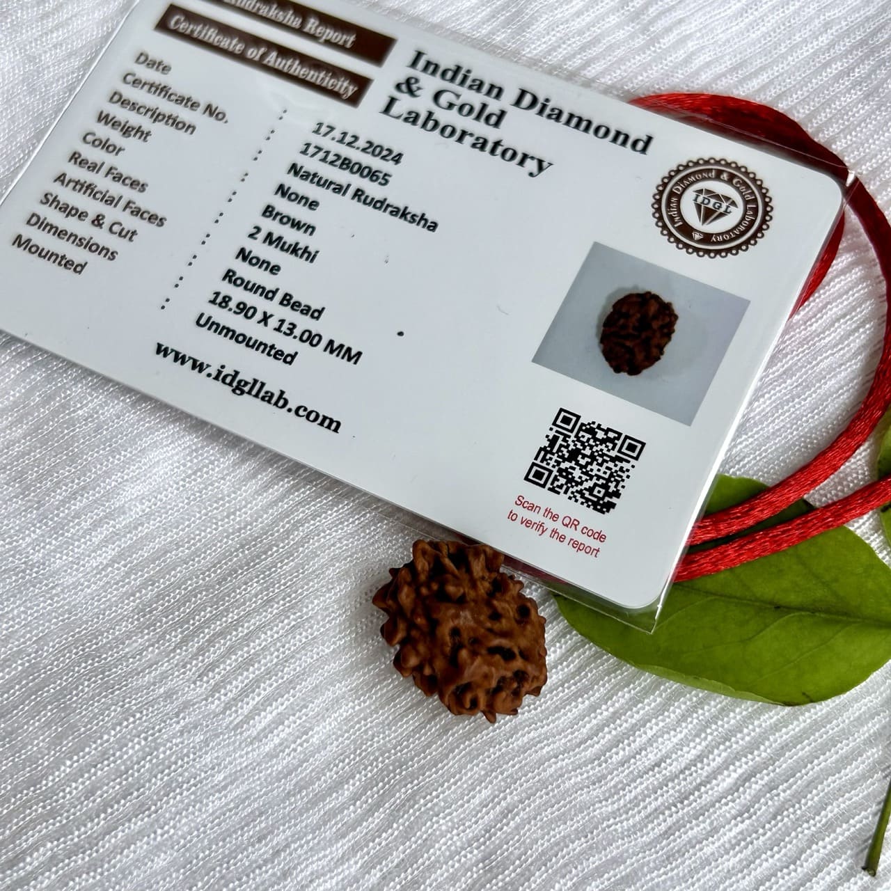2 Mukhi Himalayan Rudraksha - With Ceritificate