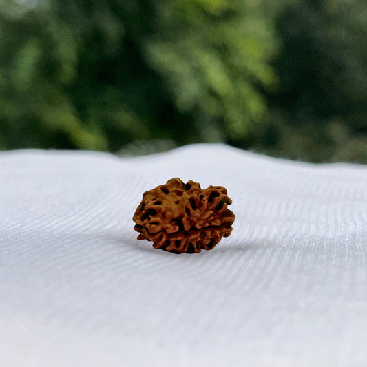 2 Mukhi Himalayan Rudraksha - Full View