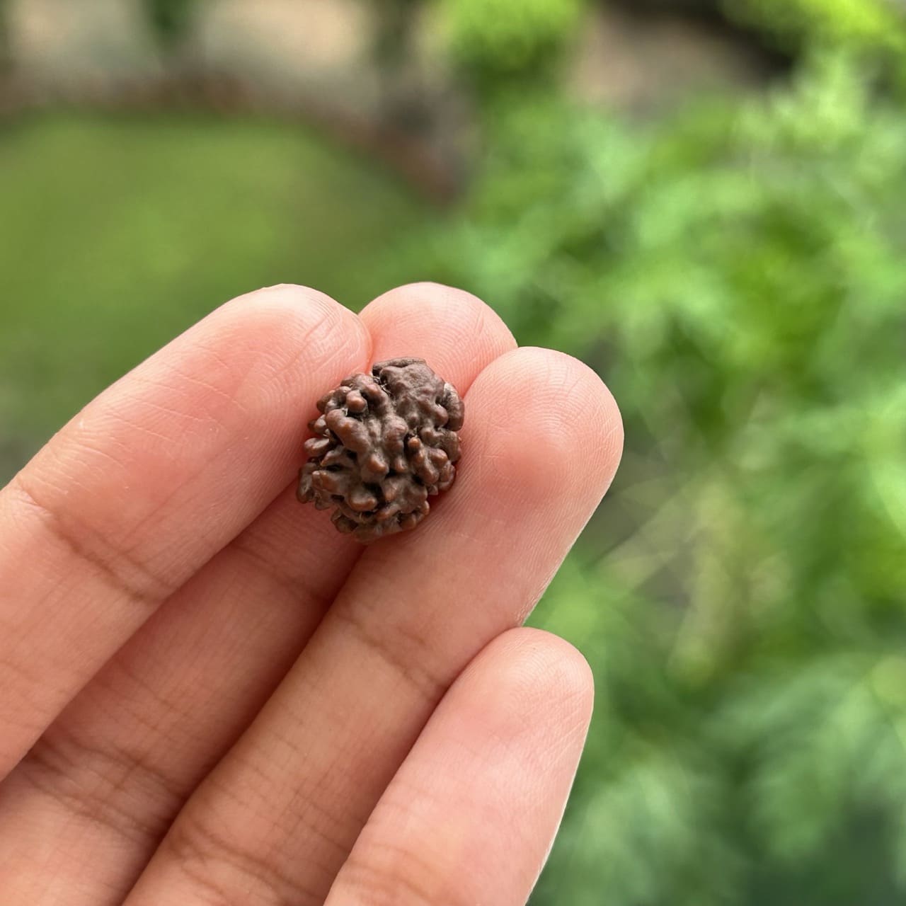 2 Mukhi Nepali Rudraksha - In Hand